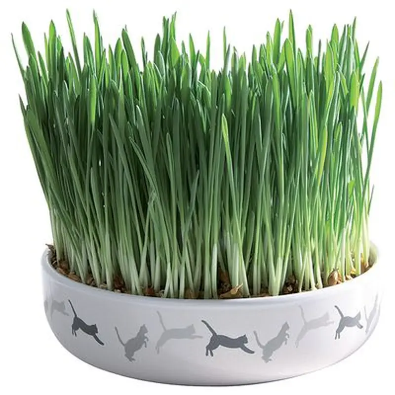 Trixie Ceramic Bowl with Cat Grass - Bowl + 50g Seeds
