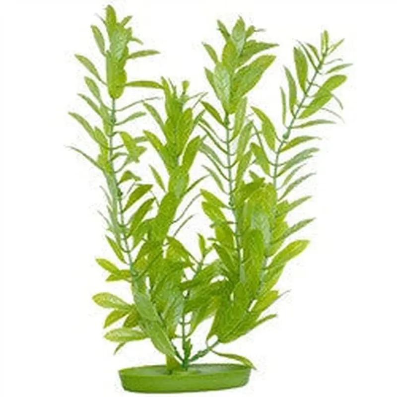 Aquascaper Hygrophilia Extra Large 15in Pp1513
