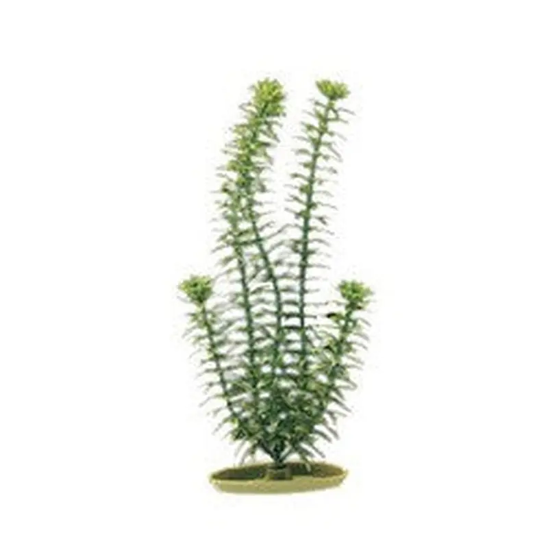 Aquascaper Anacharis Medium 8in Pp803