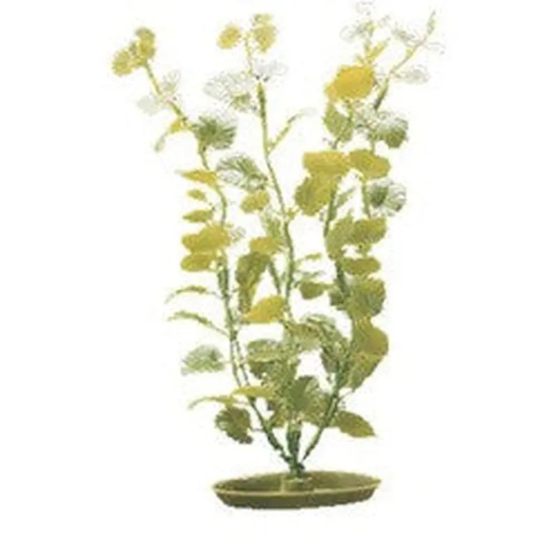 Aquascaper Cardamine Medium 8in Pp805