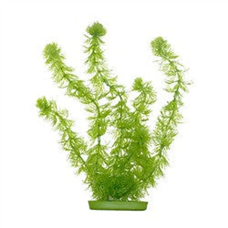 Aquascaper Hornwort Extra Large 15in Pp1512
