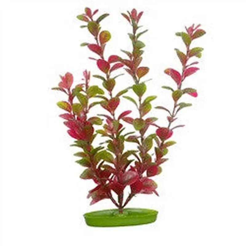 Aquascaper Red Ludwigia Medium 8in Pp819