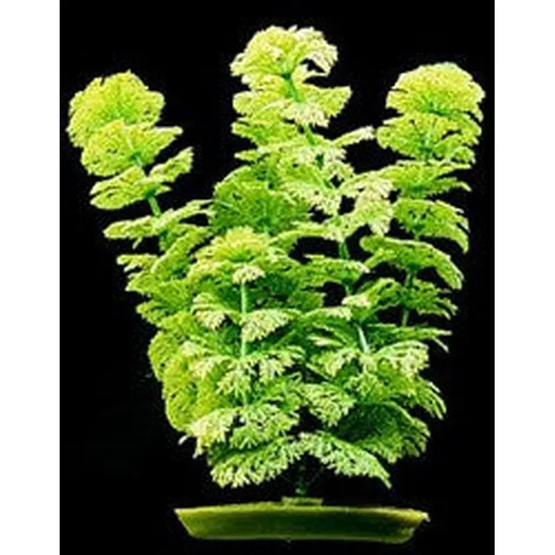Aquascaper Ambulia Large 12in Pp1202