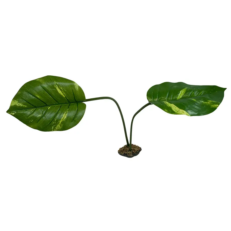 Komodo Guiana Plant Jumbo