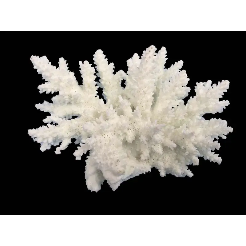 Weco South Pacific Coral Spiny Acorapora Ornament White SM