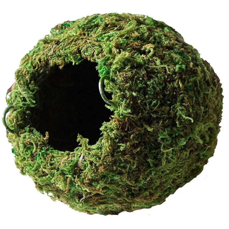 Galapagos Mossy Cave Terrarium Hideaway Fresh Green 6 in